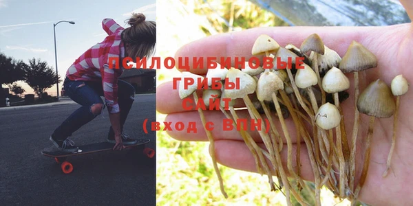 стаф Аркадак